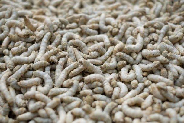 How To Get Rid of Maggots in a Trash Can